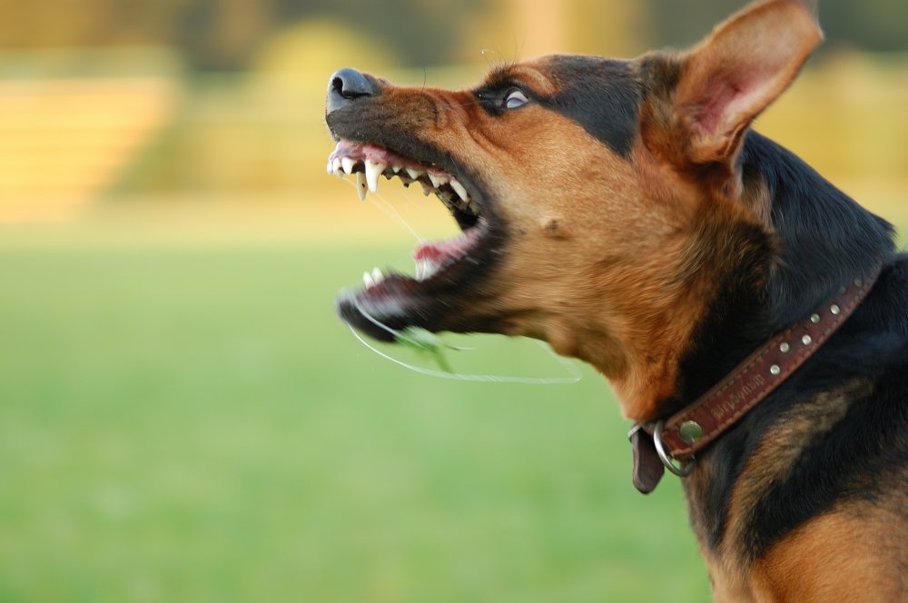 Ελευθεροχώρι Γιαννιτσών: Σκύλος δάγκωσε τετράχρονο στο κεφάλι