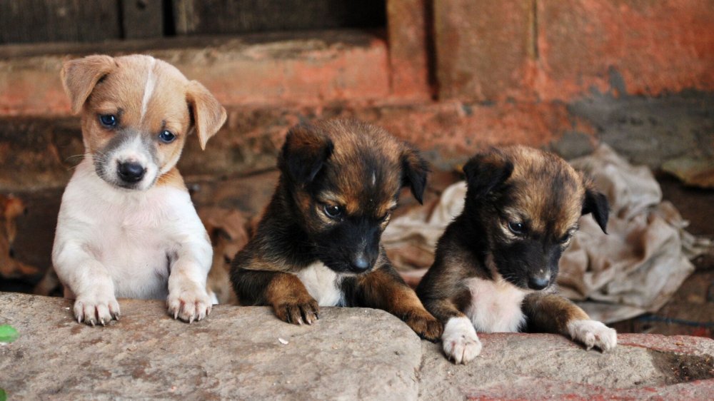 Aνακοίνωση του Δήμου Αλοννήσου για τα δεσποζόμενα ζώα συντροφιάς