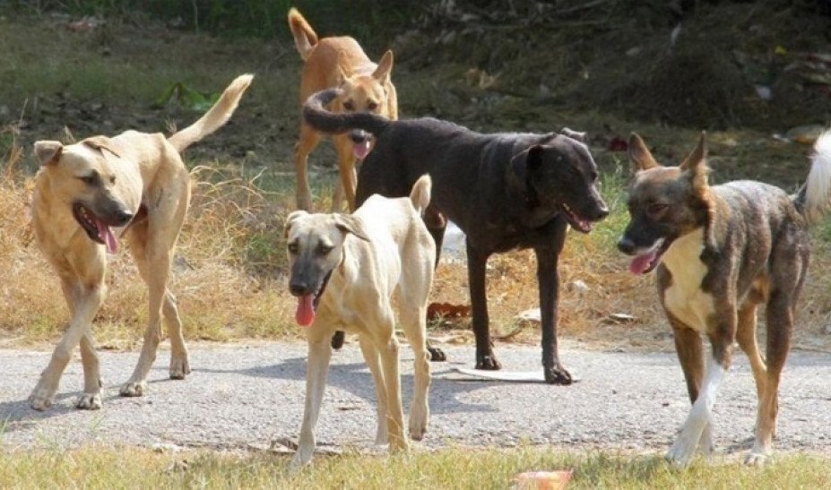 Φόβος και τρόμος η αγέλη από αδέσποτα στον Άναυρο – Καθημερινές επιθέσεις σε ανθρώπους και γάτες 