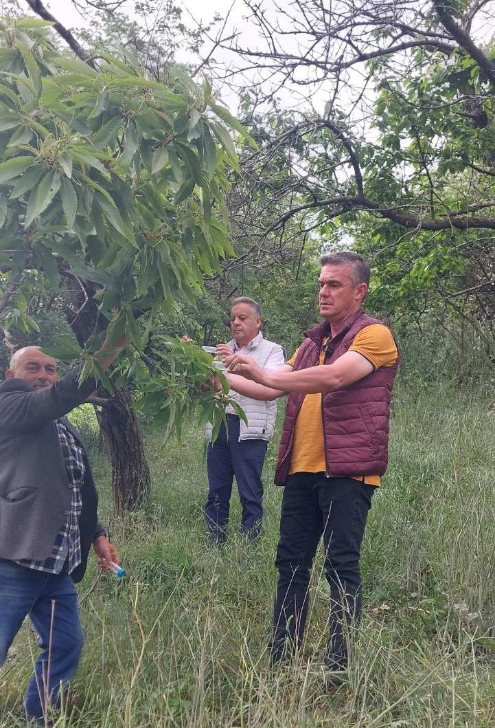 Συμβουλές της ΔΑΟ ΠΕ Λάρισας για την έντονη παραμόρφωση  των ροδακίνων