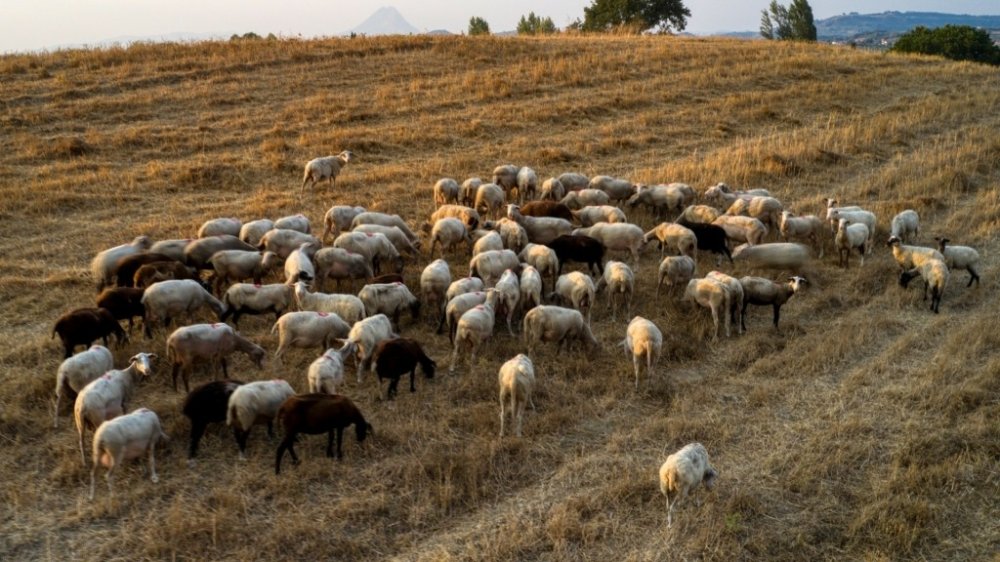 ΚΚΕ : H κυβέρνηση να ανακοινώσει πώς εισήλθε η πανώλη  και πώς αυτή έφτασε στη Θεσσαλία