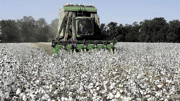 Η Νέα Αριστερά Καταγγέλλει την Έλλειψη Στήριξης προς τους βαμβακοπαραγωγούς της Θεσσαλίας