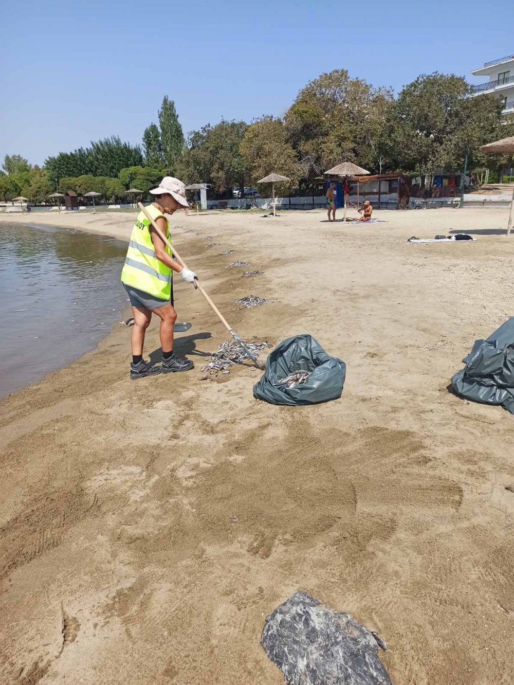 Δήμος Βόλου: Σε Καθημερινή μάχη τα συνεργειά του Δήμου για την απαλλαγή των νεκρών ψαριών