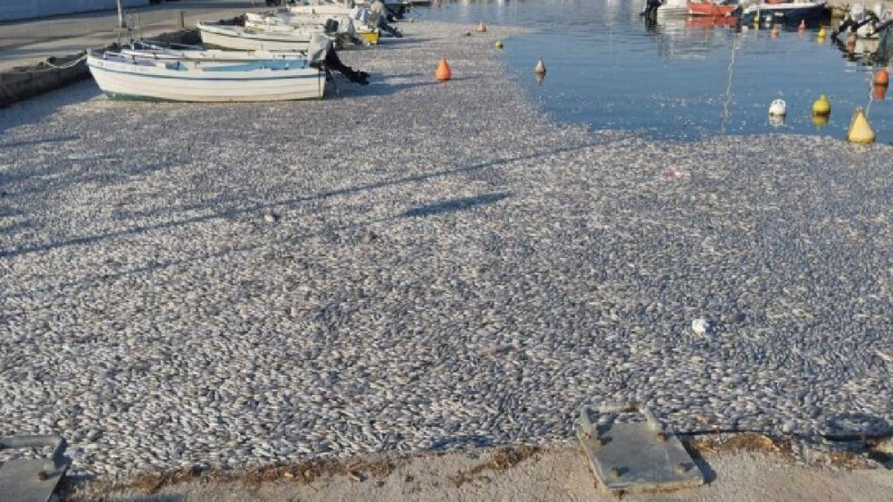 Πόρισμα της Εισαγγελίας Βόλου δικαιώνει τον Περιφερειάρχη Θεσσαλίας Δ. Κουρέτα για το θυρόφραγμα  της Κάρλας