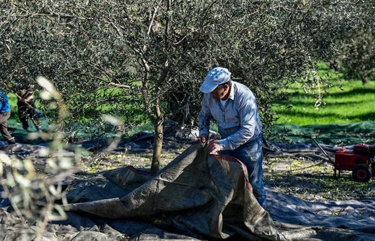 ΣΚΟΠΕΛΟΣ : 34χρονος έπεσε από ελιά και τραυματίστηκε σοβαρά