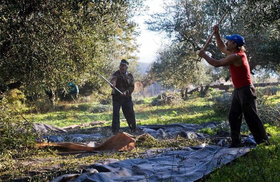 ΛΑΪΚΗ ΣΥΣΠΕΙΡΩΣΗ ΘΕΣΣΑΛΙΑΣ : Μέτρα στήριξης των ελαιοπαραγωγών απο τις ζημιές στην παραγωγή της ελιάς και του λαδιού, λόγω της παρατεταμένης ανομβρίας και των καυσώνων