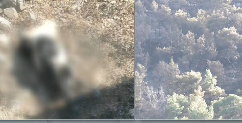 Υπό έλεγχο τέθηκε η πυρκαγιά στο Γραμματικό – Πιθανή αιτία βραχυκύκλωμα από καρακάξα σε καλώδιο της ΔΕΗ