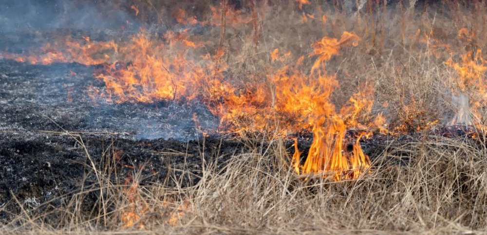 Πυρκαγιά στον Πτελεό Μαγνησίας – Επιχειρούν πυροσβεστικές δυνάμεις και εθελοντές