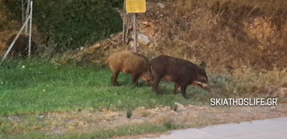 Οικογένεια αγριογούρουνων εκοβε βόλτες στον κόμβο του Αναύρου (εικόνες)