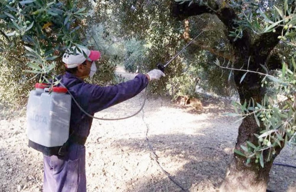 Διενέργεια δολωματικών ψεκασμών για την καταπολέμηση του δάκου της ελιάς σε ελαιοκομικές περιοχές της Σκιάθο και της Π.Ε. Μαγνησίας