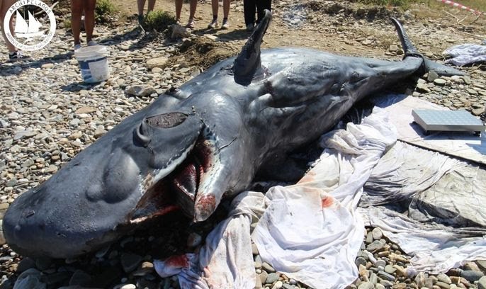 Νεαρός Φυσητήρας Εκβράστηκε Νεκρός στη Σάμο