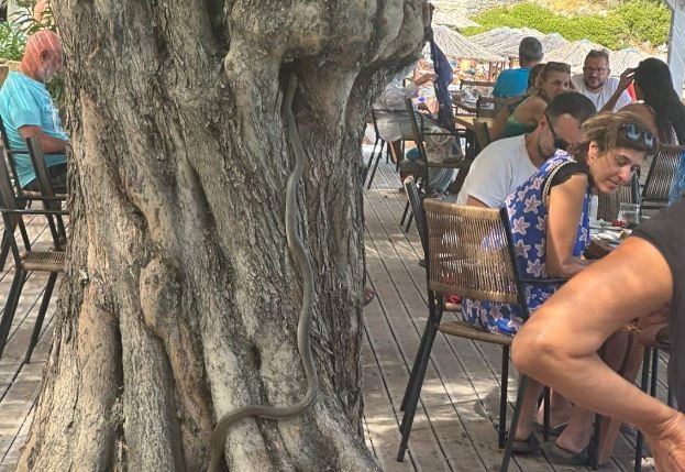 Δίμετρο φίδι “έπινε καφέ” με θαμώνες Beach Bar στην Αλόννησο (εικόνες)