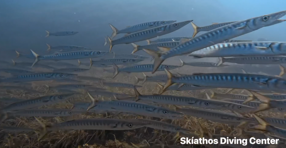Κοπάδι από Λούτσους περικύκλωσε δύτες του Skiathos Diving Center (συναρπαστικές εικόνες)