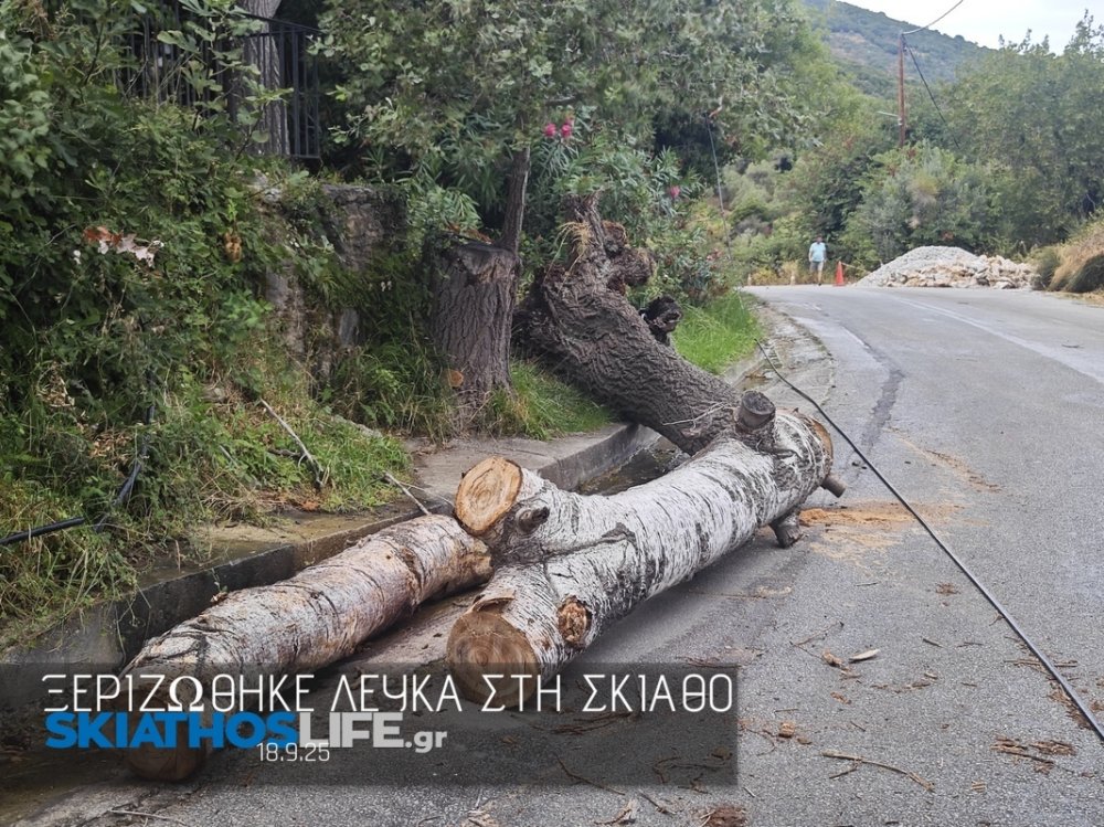 Ξεριζώθηκε λεύκα στον Άγιο Ταξιάρχη έσπασε στα δύο κολώνα του ΟΤΕ (φωτο)