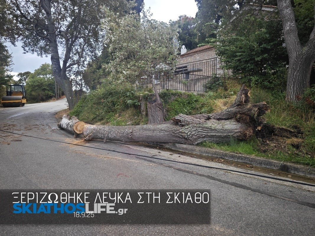 Ξεριζώθηκε λεύκα στον Άγιο Ταξιάρχη έσπασε στα δύο κολώνα του ΟΤΕ (φωτο)