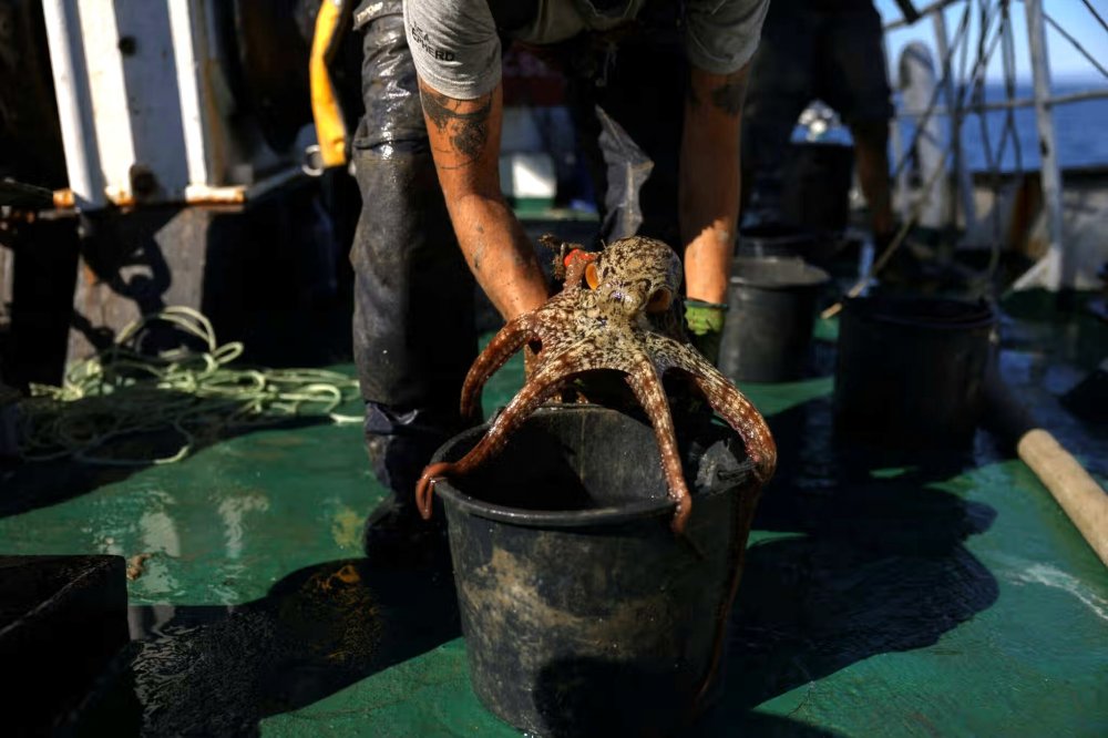 Sea Shepherd: Ακτιβιστές σώζουν χιλιάδες χταπόδια από παράνομες παγίδες στην Ελλάδα (φωτογραφίες)
