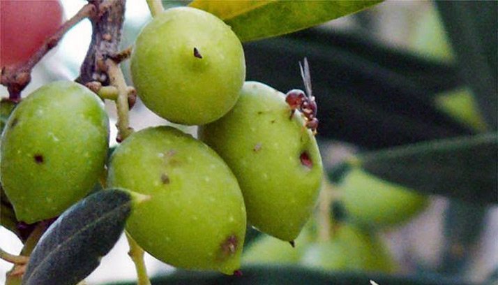 Διενέργεια δολωματικών ψεκασμών για την καταπολέμηση του δάκου της ελιάς σε ελαιοκομικές περιοχές της Σκοπέλου