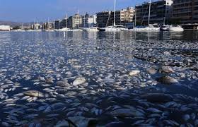 Σε εξέλιξη οι αιτήσεις για οικονομική ενίσχυση επιχειρήσεων που επλήγησαν από τα νεκρά ψάρια