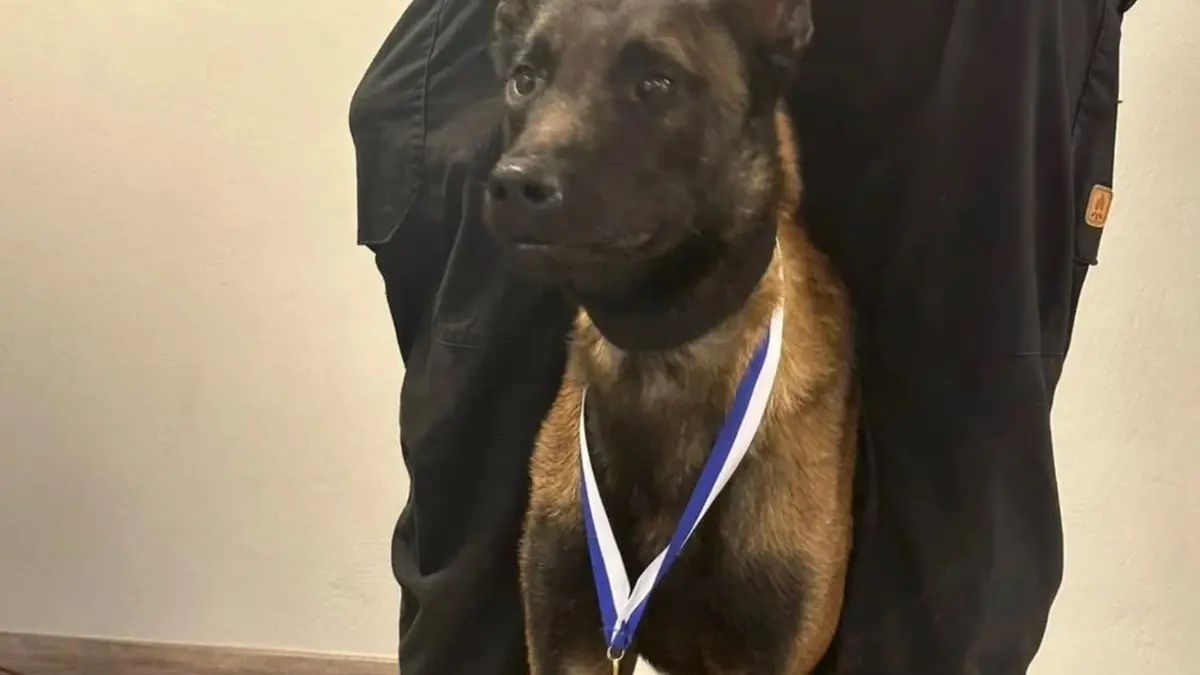 Νεκρός ο Echo, ο σκύλος που είχε εντοπίσει Μπάμπη Κούτσικο και Βασίλη Καλογήρου