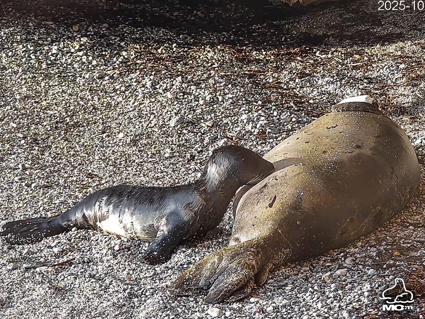 Η MOm Greece για την επίσκεψη του Πρίγκηπα Αλβέρτου II