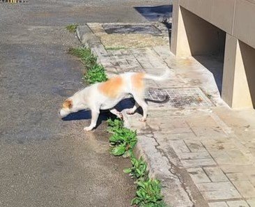Έκκληση από τη Διεύθυνση του Ειδικού Δημοτικού Σχολείου Σκιάθου για το σκυλάκι της φωτογραφίας