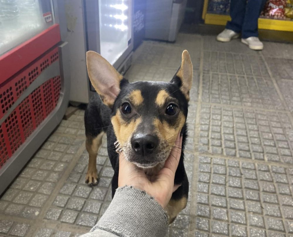 ΣΚΙΑΘΟΣ : Βρέθηκε το σκυλάκι της φωτογραφίας και αναζητά το αφεντικό του