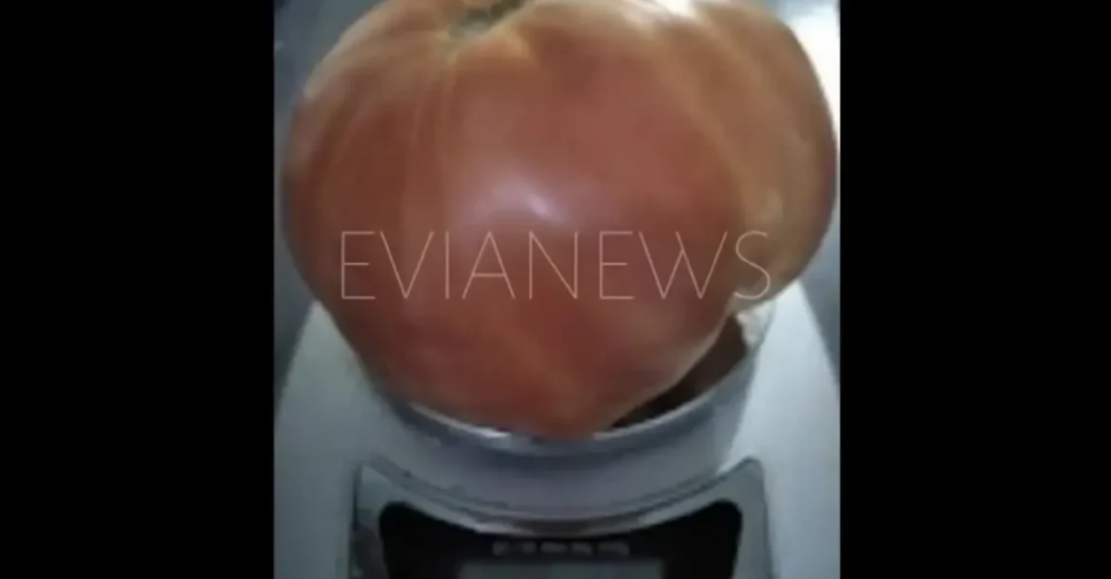 Εύβοια: Βρήκε στο μποστάνι μια ντομάτα γίγαντα!