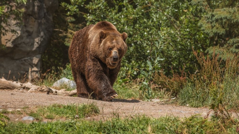 Κτηνωδία στη Δράμα: Σκότωσαν αρκούδα και μετά την αποκεφάλισαν