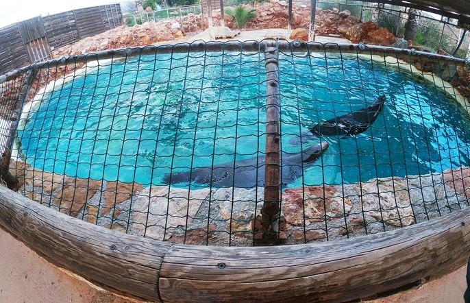 Άλλη μια Κακοποίηση Θαλάσσιων Θηλαστικών: Η Ανοχή Μας Είναι Συνενοχή