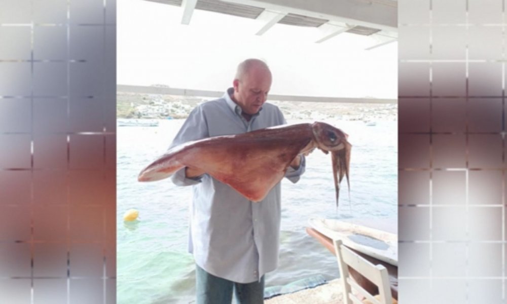 Δύο καλαμάρια «γίγαντες» εμφανίστηκαν στη Μύκονο - Δείτε βίντεο