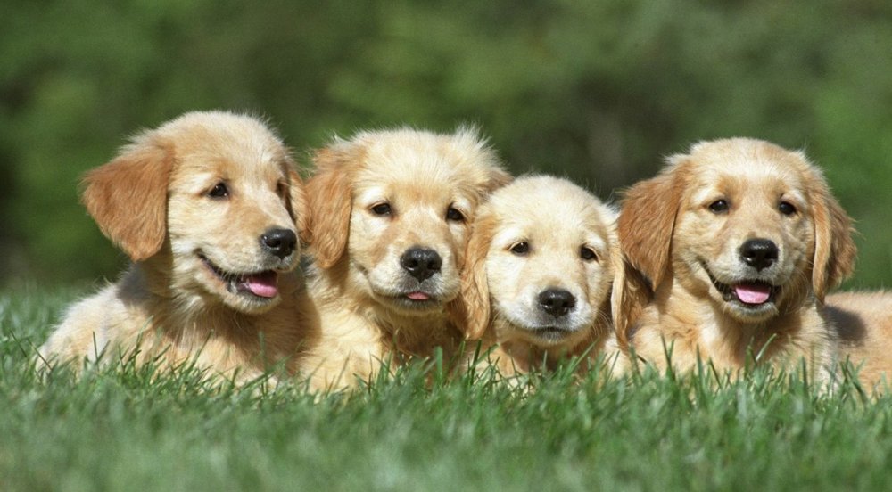 Κτηνωδία στο Πήλιο: Πέταξαν κουτάβια σε γκρεμό 20 μέτρων, σώθηκε ένα που προστάτεψαν σακούλες σκουπιδιών