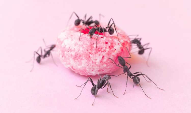 Απεντόμωση σπιτιού