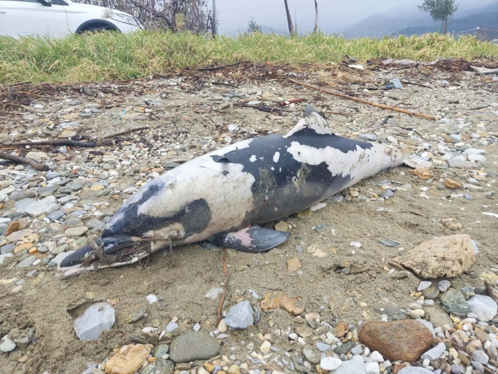 Νεκρό δελφίνι με δεμένο το ρύγχος του εντοπίστηκε στα Πλατανίδια Βόλου (εικόνες)