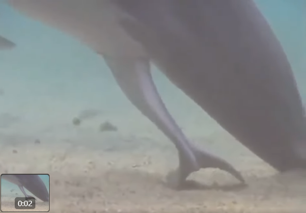 Μια σπάνια στιγμή αποτυπωμένη σε video τη στιγμή γέννησης δελφινιού 