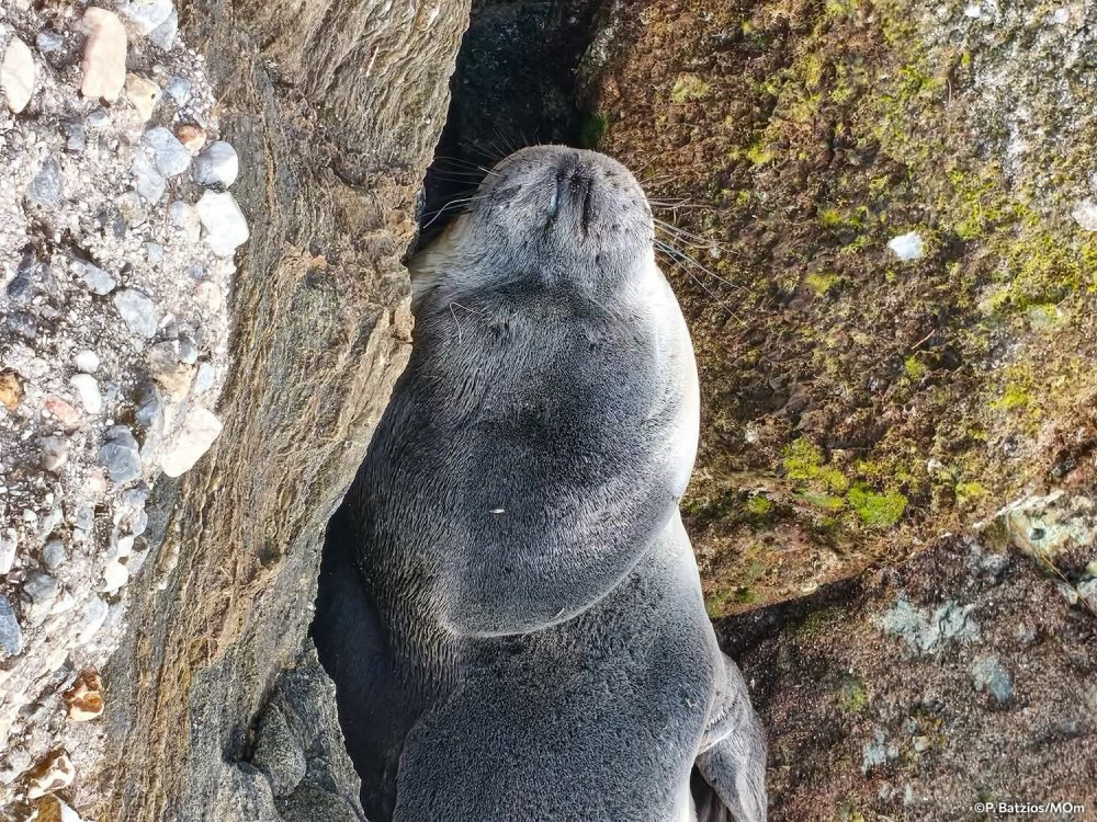 Δυστυχώς δεν τα κατάφερε το μικρό φωκάκι