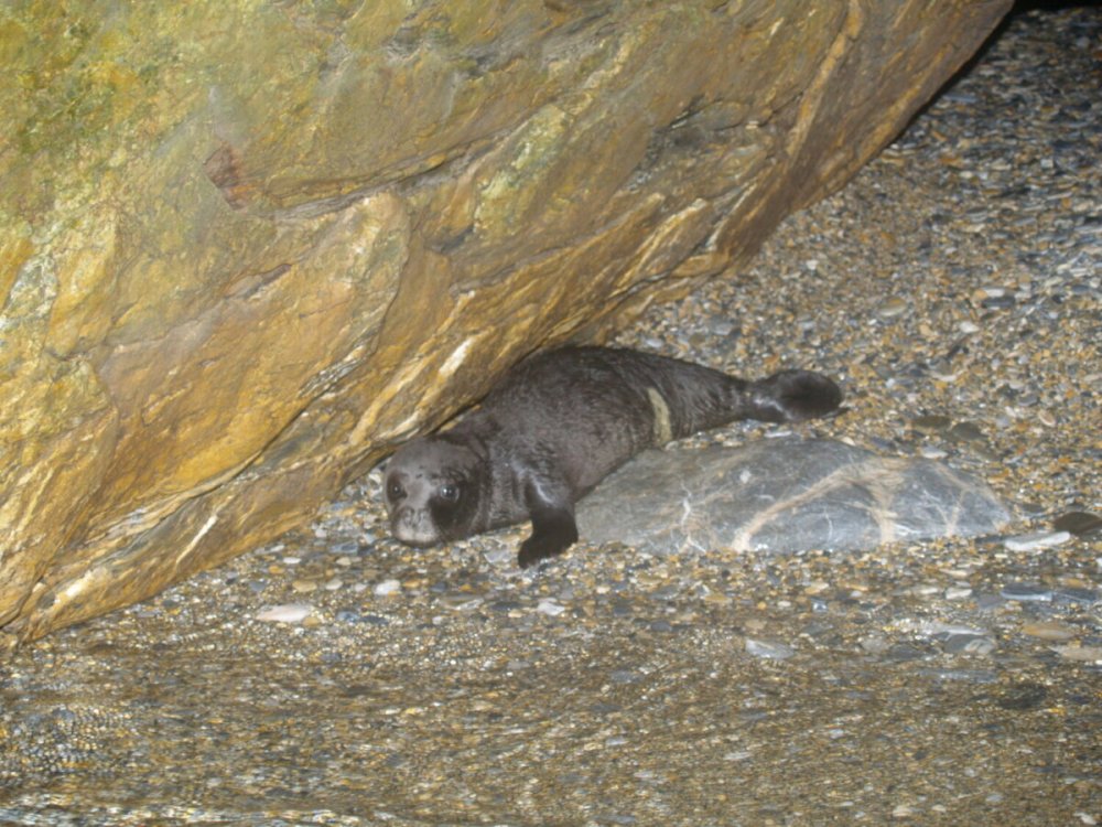 Ρεκόρ στις γεννήσεις μεσογειακής φώκιας καταγράφηκε στις Σποράδες