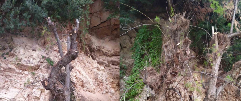 ΘΕΟΔ. ΜΑΛΑΜΑΤΕΝΙΑΣ : 