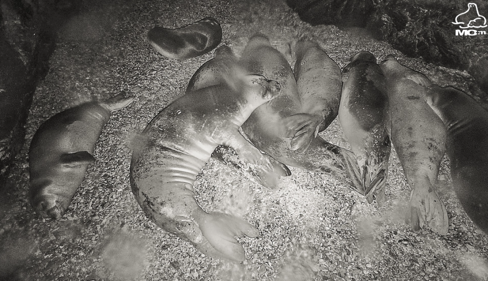 Μωρά φώκιες κοιμούνται σε σπηλιά στην Αλόννησο