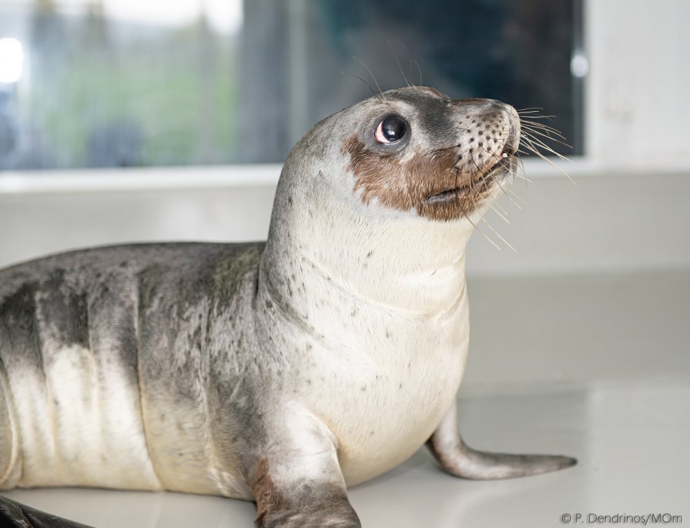 Mεγαλώνει και Δυναμώνει η Καλυψώ