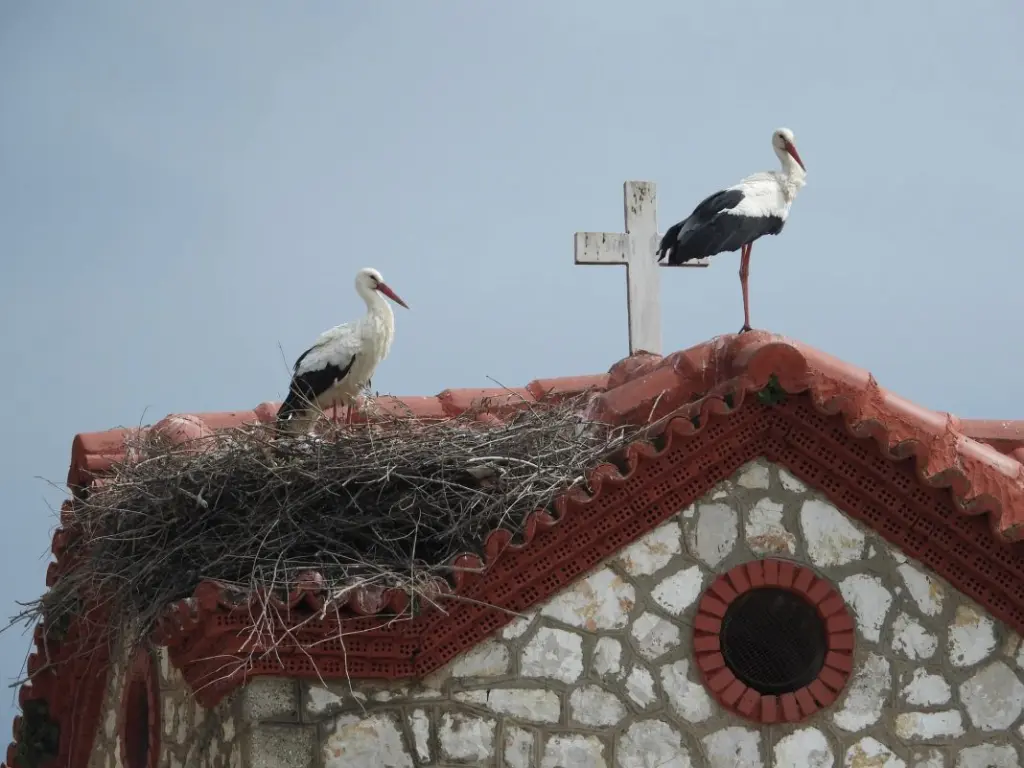 Οι πελαργοί έφεραν την Ανοιξη στην Ελλάδα που φιλοξενεί 2.700 ζευγάρια