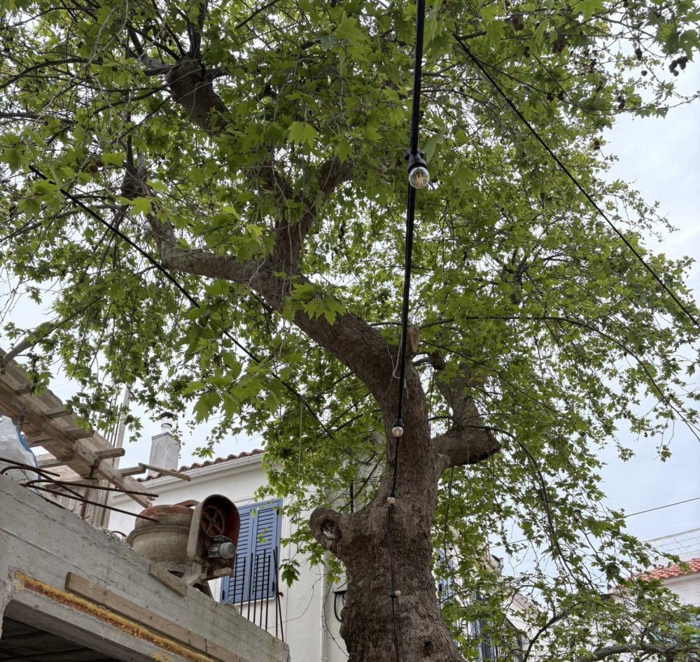 Διαβεβαίωση για τον Πλάτανο... : Δεν θα πειραχθεί δεν χρειάζεται καμία ανησυχία 