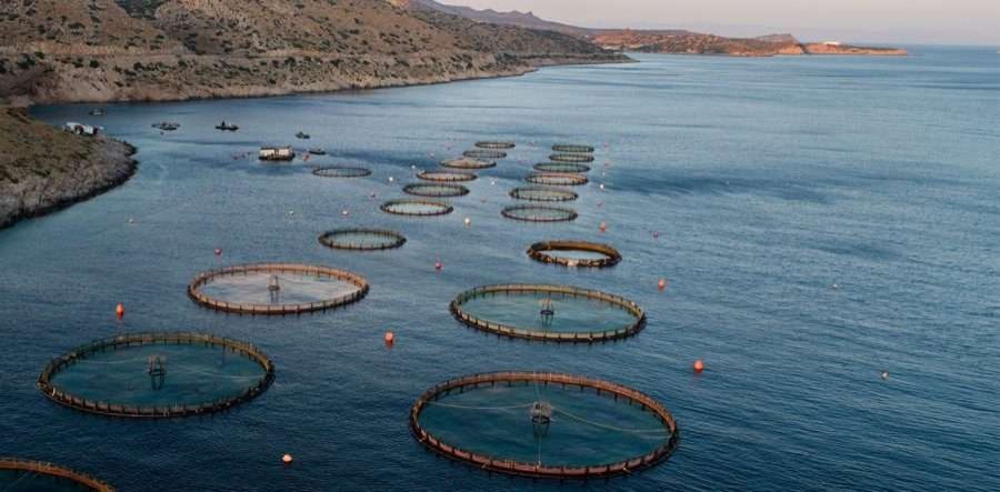 Μεταποίηση Προϊόντων Αλιείας και Υδατοκαλλιέργειαςτου Προγράμμ ατος Αλιεία, Υδατοκαλλιέργεια και Θάλασσα