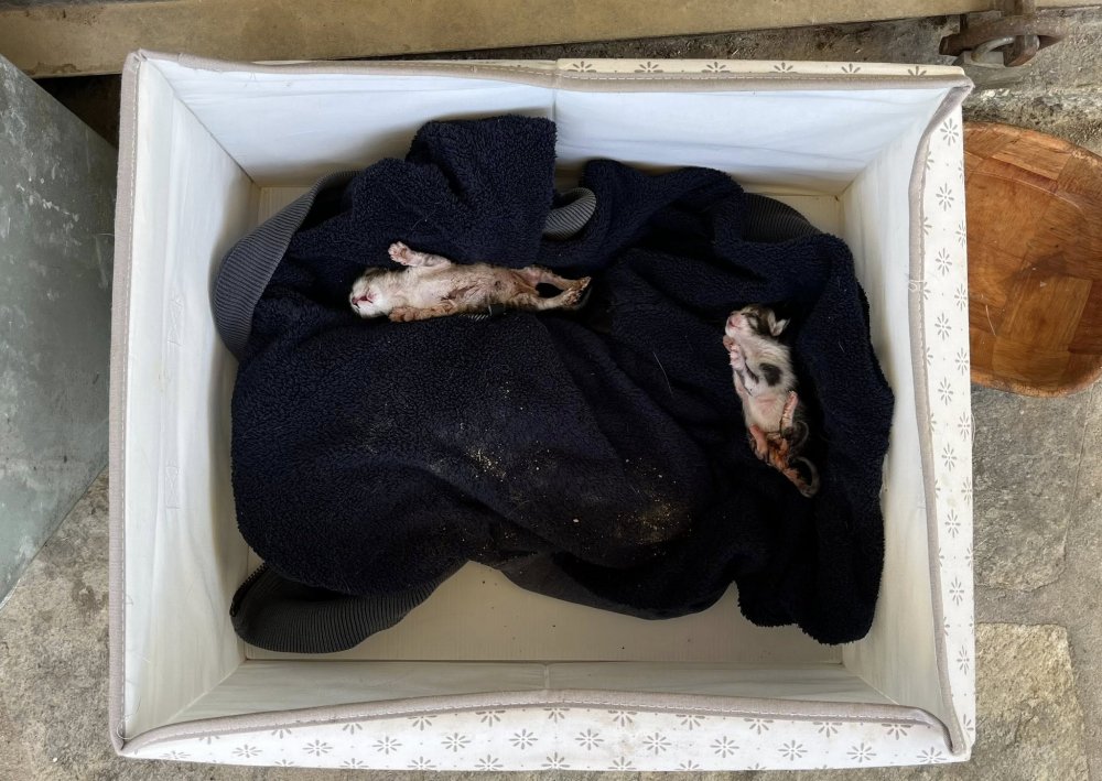 ΣΚΙΑΘΟΣ : Πέταξαν 2 νεογέννητα γατάκια μέσα σε ένα κουτί | το ένα πέθανε το άλλο χαροπαλεύει 