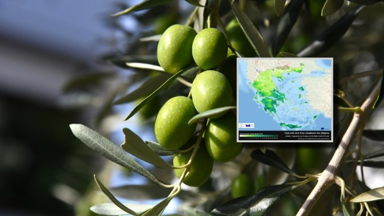 Υψηλά επίπεδα συγκεντρώσεων γύρης ελιάς στην ατμόσφαιρα την Τετάρτη 13 Μαΐου 2026