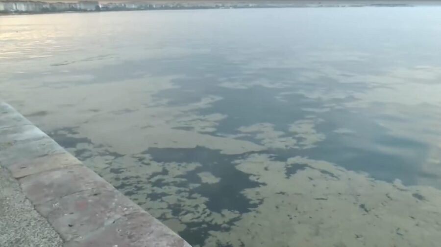 Φύκι που ευθύνεται για καφέ βλέννα στη θάλασσα εντοπίστηκε και στις Β. Σποράδες