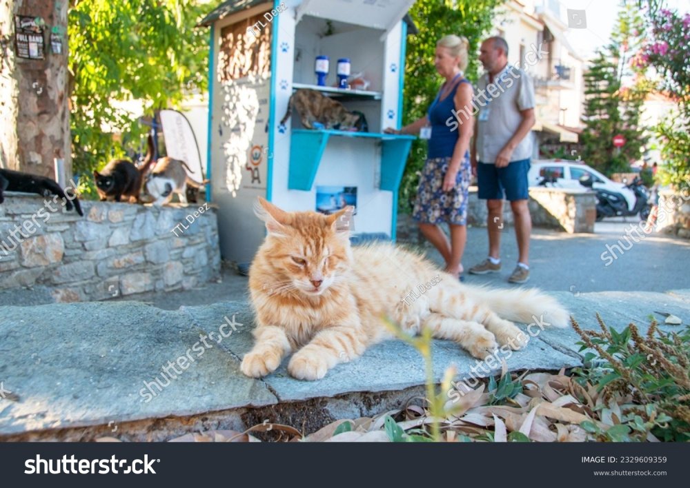 Ομόφωνη έγκριση συνεργασίας του Δήμου Σκιάθου με τη Φιλοζωική Α.Μ.Κ.Ε. «Η Ευημερία της Γάτας» για τη διαχείριση των αδέσποτων ζώων