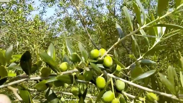 Διενέργεια δολωματικών ψεκασμών για την καταπολέμηση του δάκου της ελιάς σε ελαιοκομικές περιοχές της Π.Ε. Μαγνησίας & στην Αλόννησο