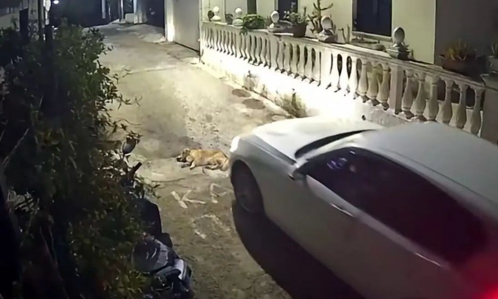 Κτηνωδία στην Κέρκυρα: Πάτησε σκύλο με το αυτοκίνητο που κοιμόταν στο δρόμο - Σκληρό βίντεο