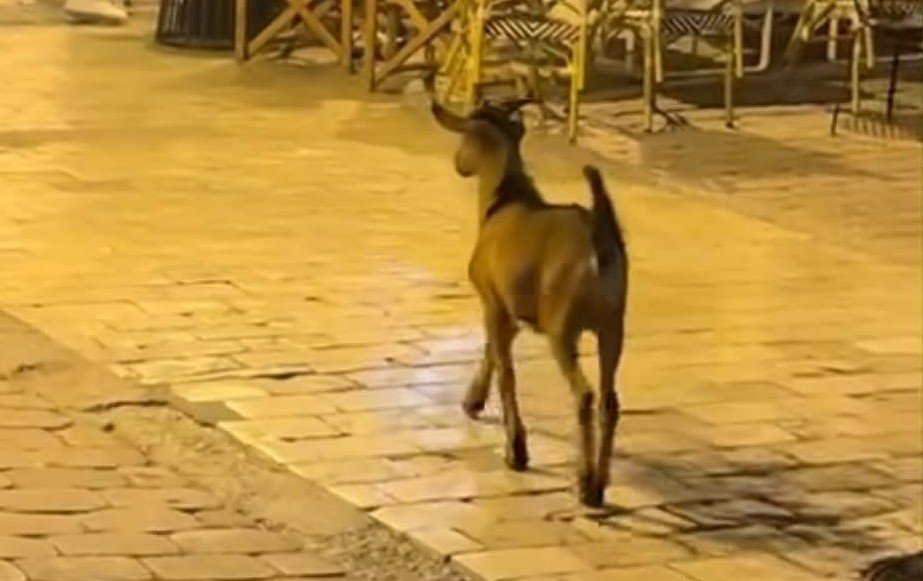 Viral φωτογραφία στη Σκιάθο με κατσικάκι – ξενύχτη στην οδό Παπαδιαμάντη