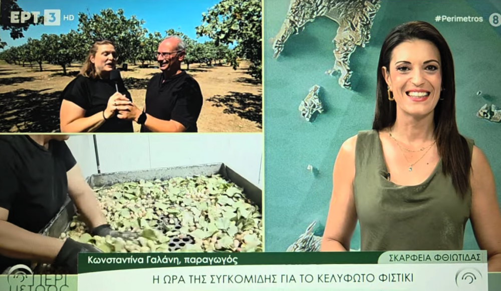 Σκάρφεια Φθιώτιδας: Η παραγωγή κελυφωτού φιστικιού από τη συγκομιδή έως το τελικό προϊόν